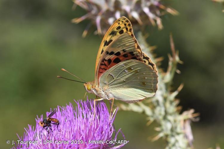 <i>Argynnis pandora</i> (Denis & Schiffermüller, 1775) © J. Touroult - LPR Corse 2019 - MNHN-CdC-AFB