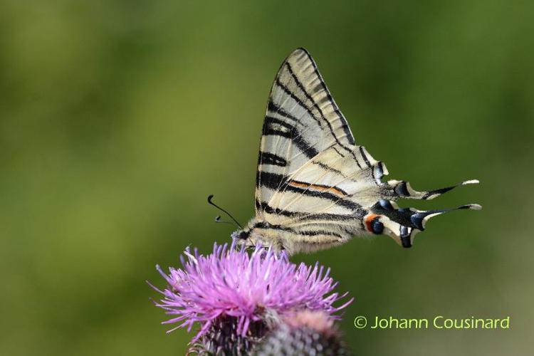 <i>Iphiclides feisthamelii</i> (Duponchel, 1832) © Johann Cousinard