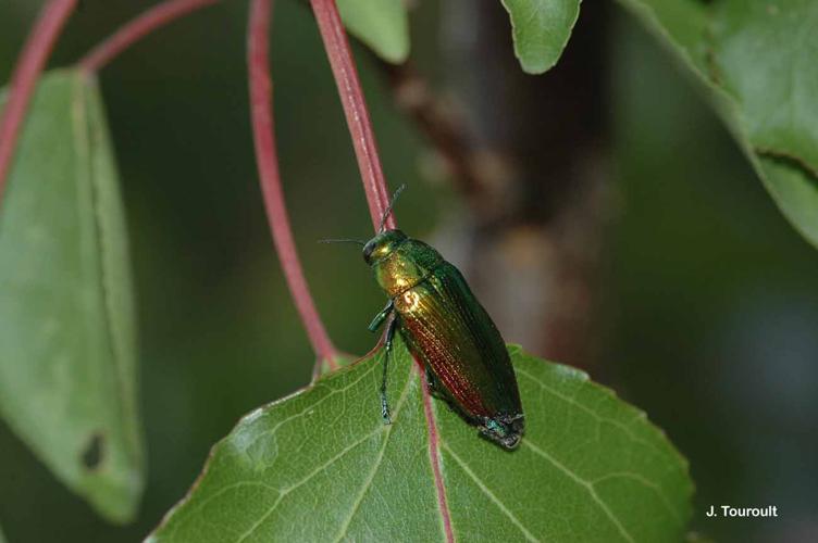 <i>Eurythyrea micans</i> (Fabricius, 1792) © J. Touroult