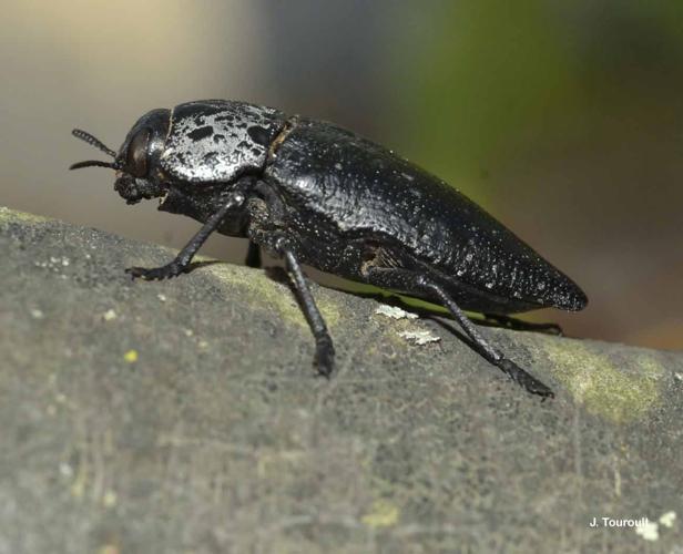 <i>Capnodis tenebrionis</i> (Linnaeus, 1761) © J. Touroult