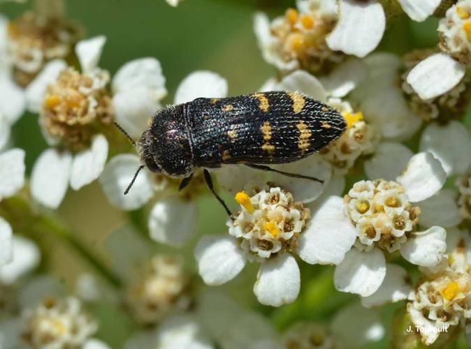 <i>Acmaeoderella flavofasciata</i> (Piller & Mitterpacher, 1783) © J. Touroult