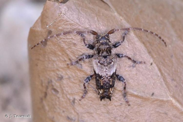 <i>Pogonocherus hispidus</i> (Linnaeus, 1758) © J. Touroult