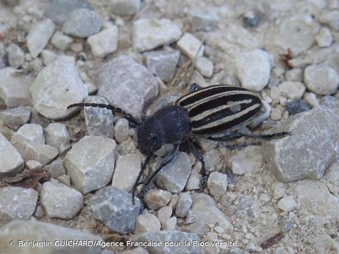 <i>Iberodorcadion fuliginator</i> (Linnaeus, 1758) © Benjamin GUICHARD/Agence Française pour la Biodiversité