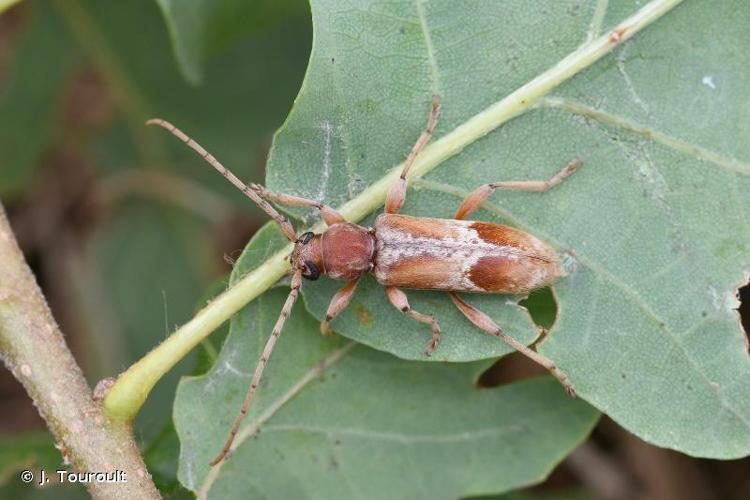 <i>Trichoferus pallidus</i> (Olivier, 1790) © J. Touroult