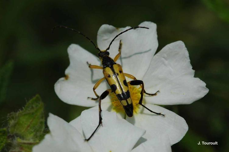 <i>Rutpela maculata</i> (Poda, 1761) © J. Touroult