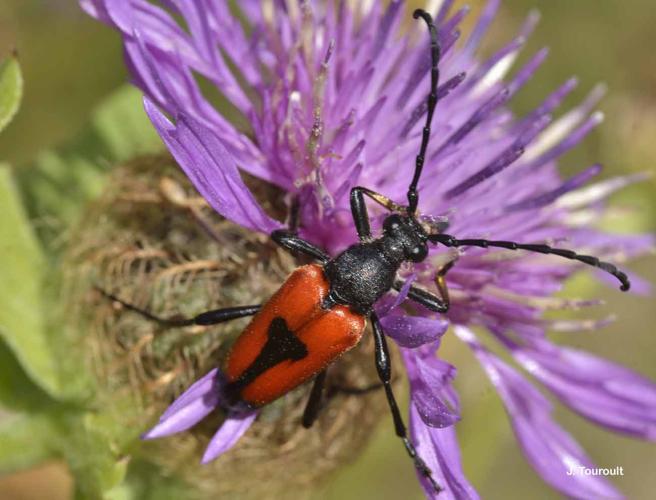 <i>Stictoleptura cordigera</i> (Fuessly, 1775) © J. Touroult