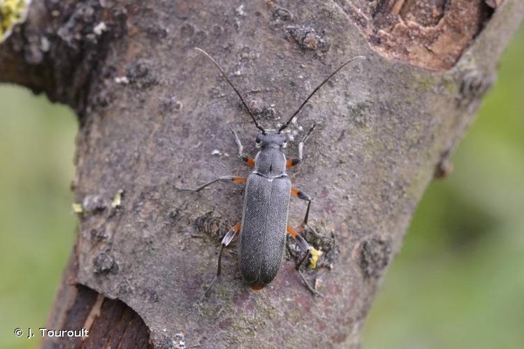 <i>Grammoptera abdominalis</i> (Stephens, 1831) © J. Touroult