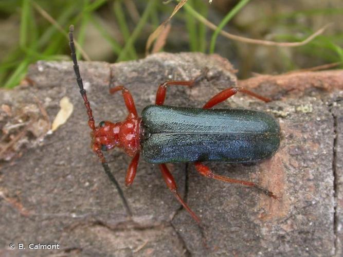 <i>Rhamnusium bicolor</i> (Schrank, 1781) © B. Calmont