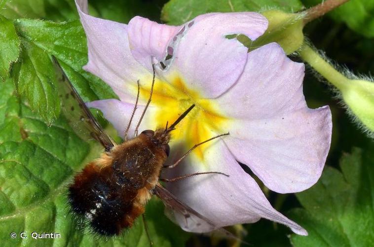 <i>Bombylius discolor</i> Mikan, 1796 © C. Quintin