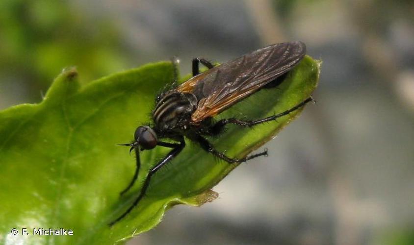 <i>Empis tessellata</i> Fabricius, 1794 © F. Michalke