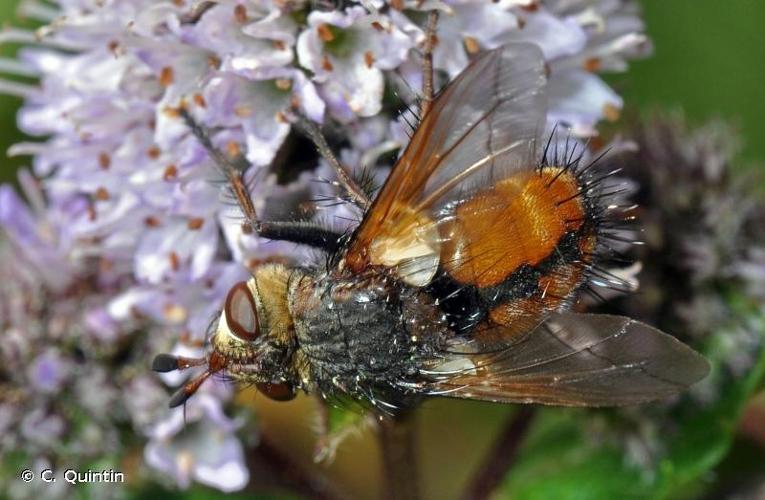 <i>Tachina fera</i> (Linnaeus, 1761) © C. Quintin