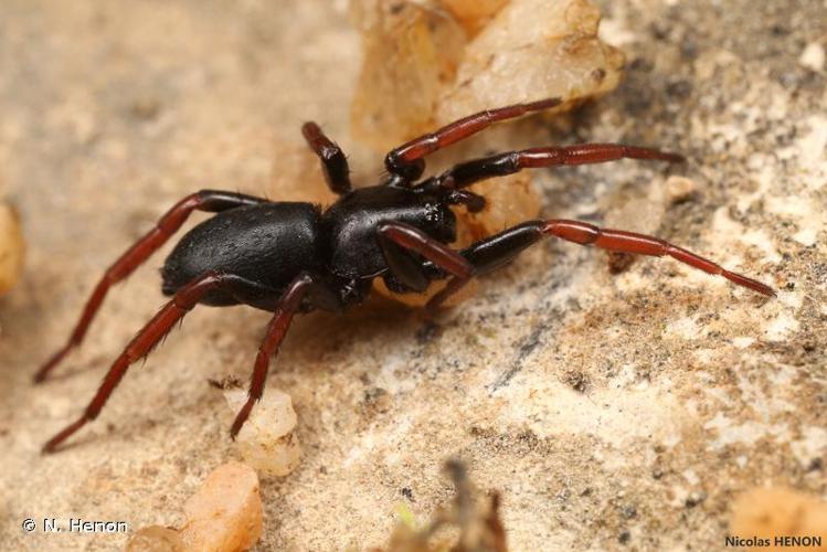 <i>Trachyzelotes pedestris</i> (C.L. Koch, 1837) © N. Henon