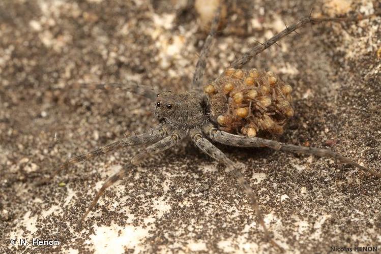 <i>Pardosa wagleri</i> (Hahn, 1822) © N. Henon