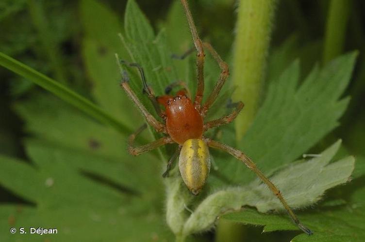 <i>Cheiracanthium punctorium</i> (Villers, 1789) © S. Déjean