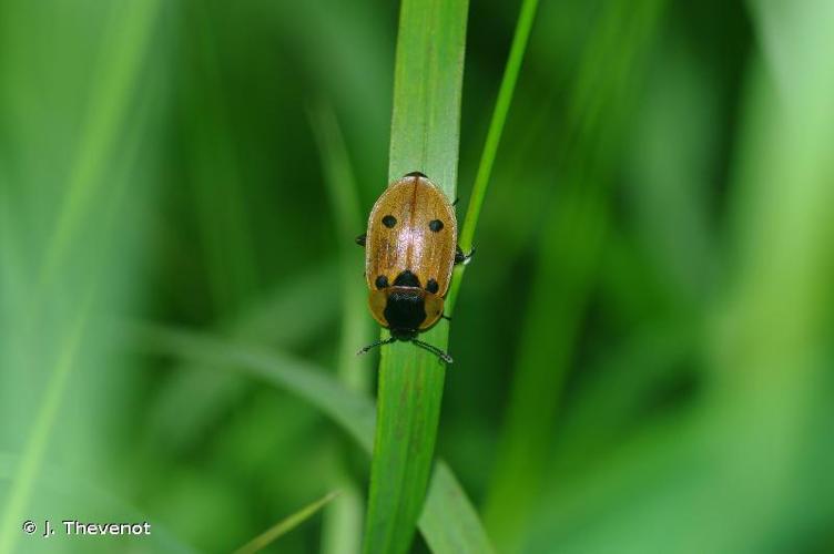 <i>Dendroxena quadrimaculata</i> (Scopoli, 1771) © J. Thevenot