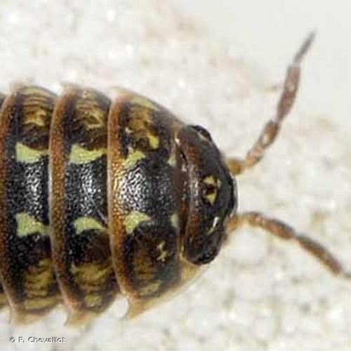 <i>Armadillidium pictum</i> Brandt, 1833 © F. Chevaillot