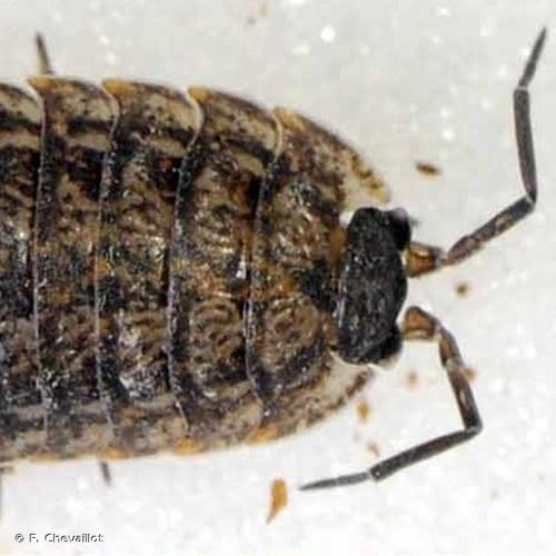 <i>Porcellio montanus</i> Budde-Lund, 1885 © F. Chevaillot