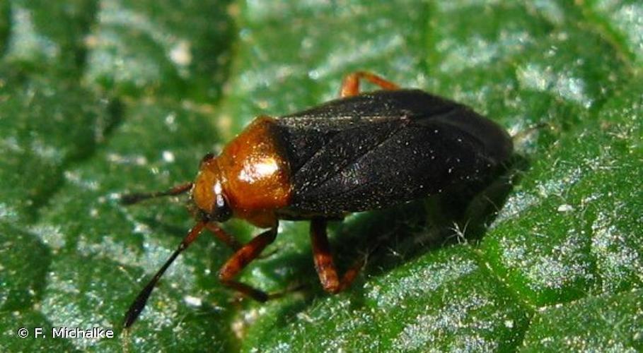 <i>Capsus ater</i> (Linnaeus, 1758) © F. Michalke