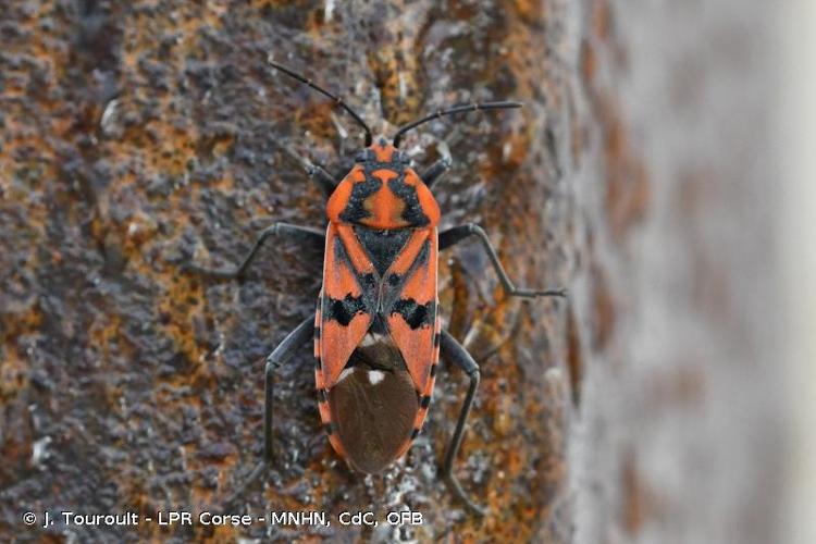 <i>Spilostethus pandurus</i> (Scopoli, 1763) © J. Touroult - LPR Corse - MNHN, CdC, OFB