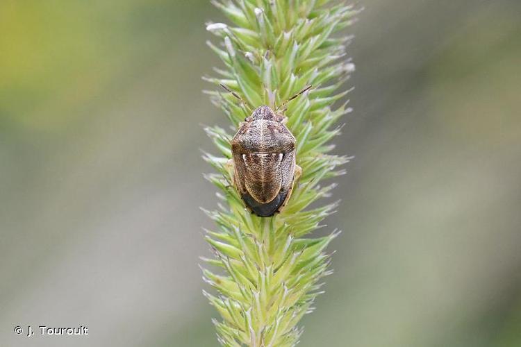 <i>Neottiglossa leporina</i> (Herrich-Schäffer, 1830) © J. Touroult