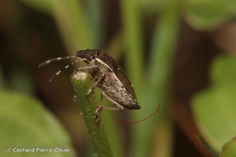 <i>Holcostethus sphacelatus</i> (Fabricius, 1794) © Cochard Pierre-Olivier