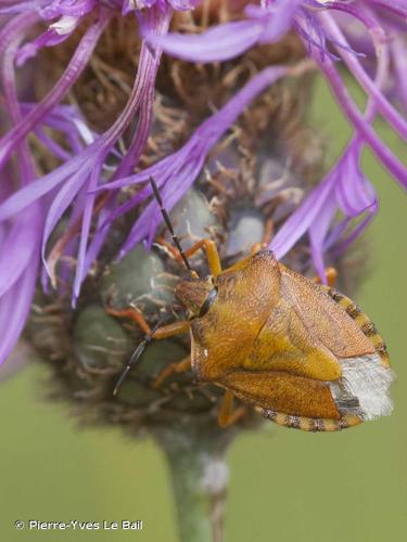 <i>Carpocoris fuscispinus</i> (Boheman, 1850) © Pierre-Yves Le Bail