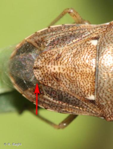 <i>Eysarcoris ventralis</i> (Westwood, 1837) © R. Baghi