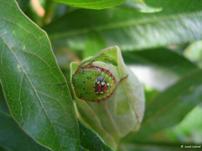 <i>Nezara viridula</i> (Linnaeus, 1758) © 