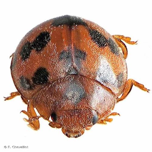 <i>Subcoccinella vigintiquatuorpunctata</i> (Linnaeus, 1758) © F. Chevaillot