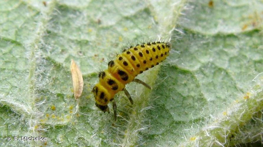 <i>Psyllobora vigintiduopunctata</i> (Linnaeus, 1758) © F. Michalke