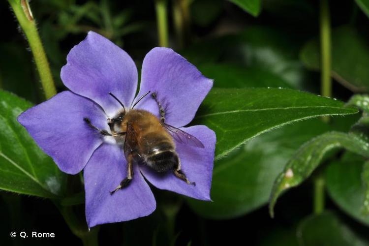 <i>Anthophora plumipes</i> (Pallas, 1772) © Q. Rome