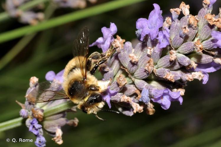 <i>Megachile lagopoda</i> (Linnaeus, 1761) © Q. Rome