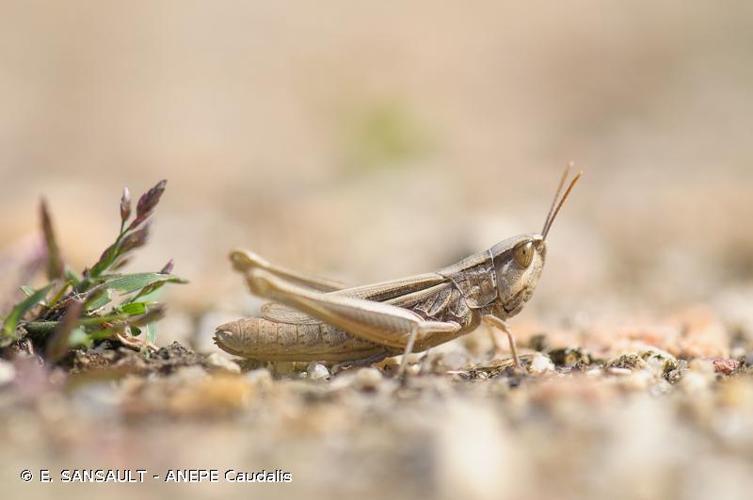 <i>Euchorthippus elegantulus</i> Zeuner, 1940 © E. SANSAULT - ANEPE Caudalis