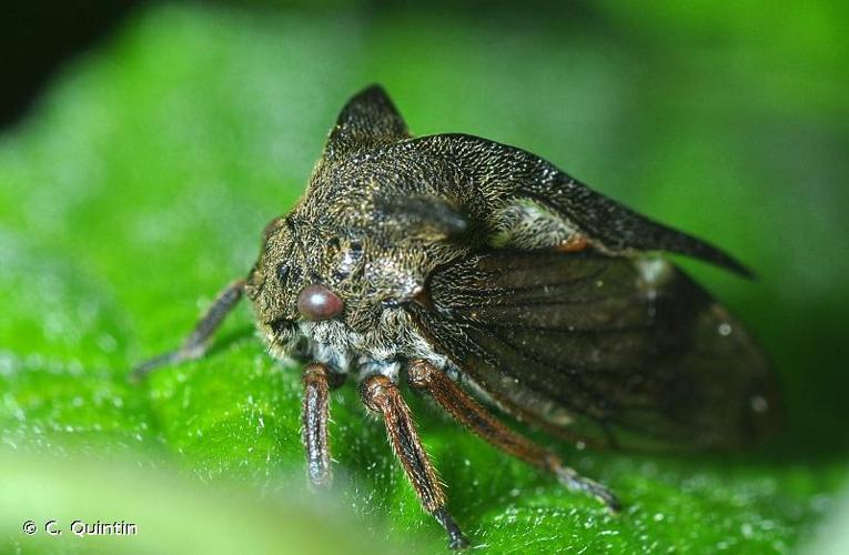 <i>Centrotus cornutus</i> (Linnaeus, 1758) © C. Quintin