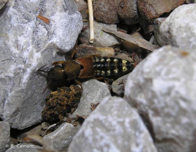 <i>Platydracus stercorarius</i> (Olivier, 1795) © B. Calmont