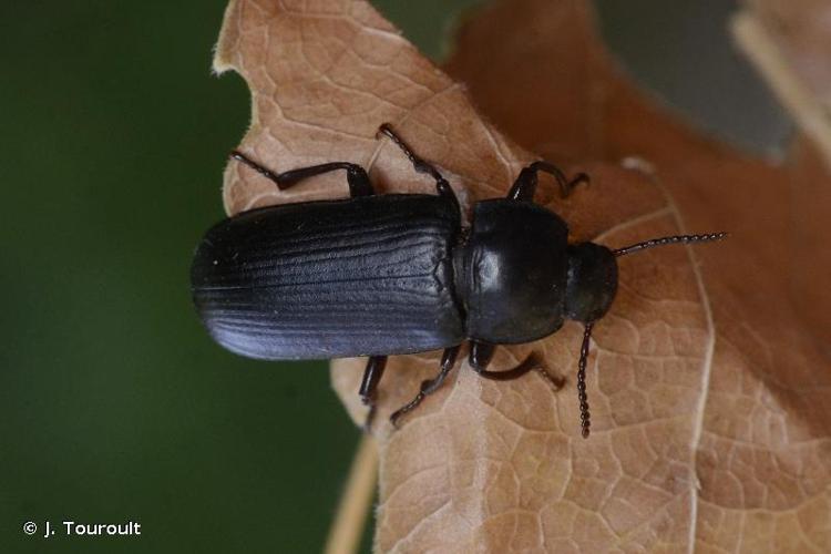 <i>Tenebrio molitor</i> Linnaeus, 1758 © J. Touroult