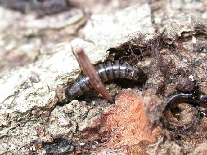 <i>Platydema violacea</i> (Fabricius, 1790) © B. Calmont