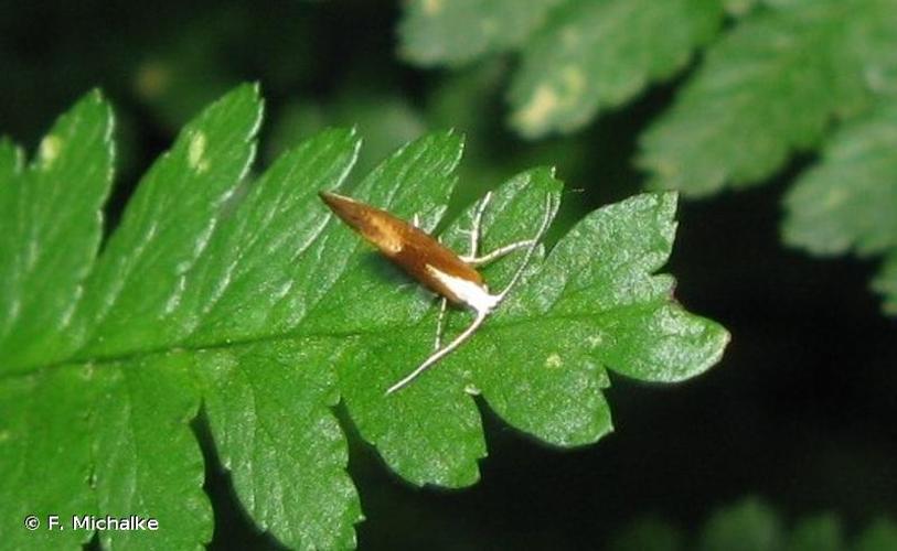 <i>Argyresthia albistria</i> (Haworth, 1828) © F. Michalke