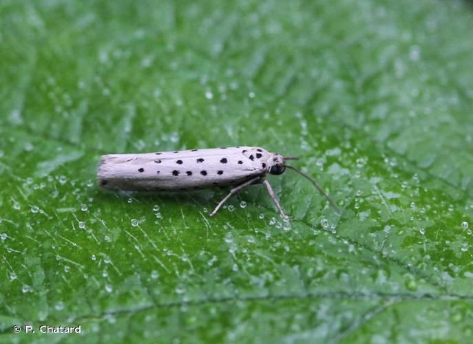 <i>Yponomeuta sedella</i> Treitschke, 1832 © P. Chatard