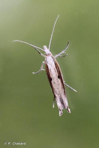 <i>Ypsolopha nemorella</i> (Linnaeus, 1758) © P. Chatard