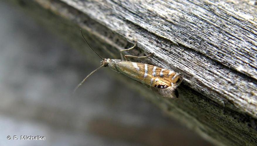 <i>Glyphipterix thrasonella</i> (Scopoli, 1763) © F. Michalke