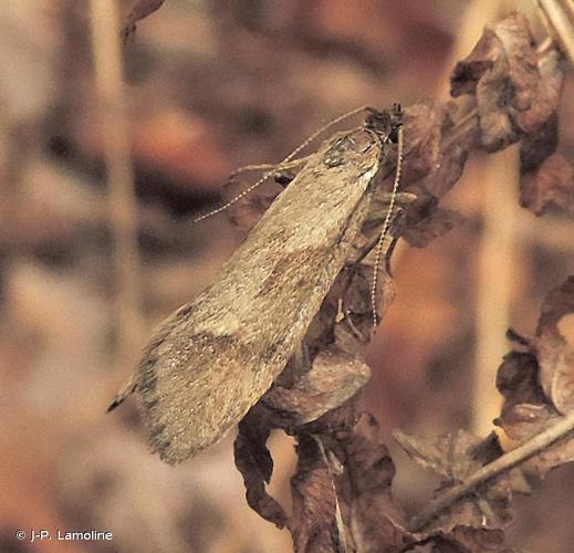 <i>Diurnea lipsiella</i> (Denis & Schiffermüller, 1775) © J-P. Lamoline