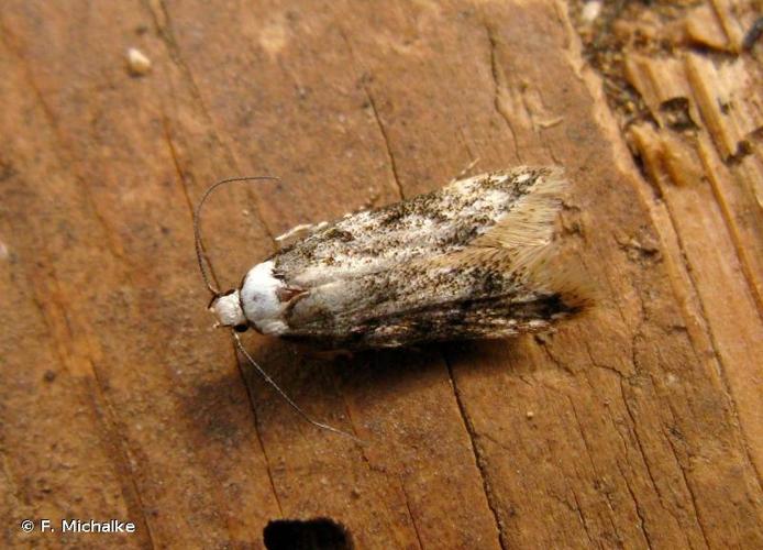 <i>Endrosis sarcitrella</i> (Linnaeus, 1758) © F. Michalke