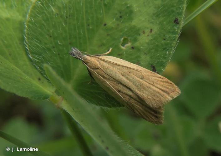 <i>Dichomeris limosella</i> (Schläger, 1849) © J. Lamoline