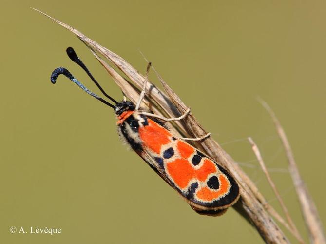 <i>Zygaena fausta</i> (Linnaeus, 1767) © A. Lévêque