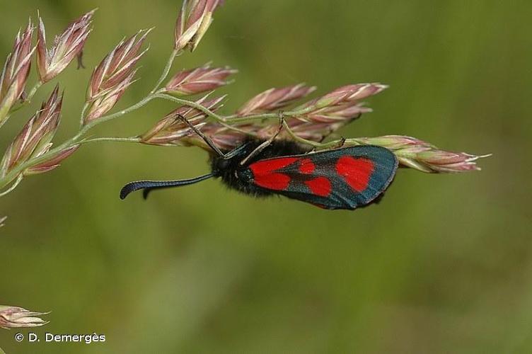 <i>Zygaena loti</i> (Denis & Schiffermüller, 1775) © D. Demergès