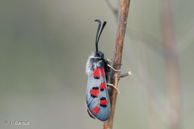 <i>Zygaena rhadamanthus</i> (Esper, 1789) © J. Barbut