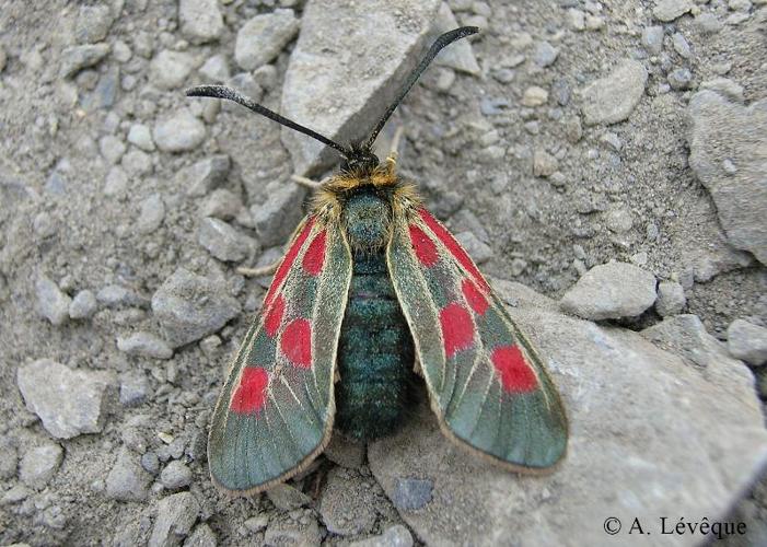 <i>Zygaena exulans</i> (Hohenwarth, 1792) © A. Lévêque