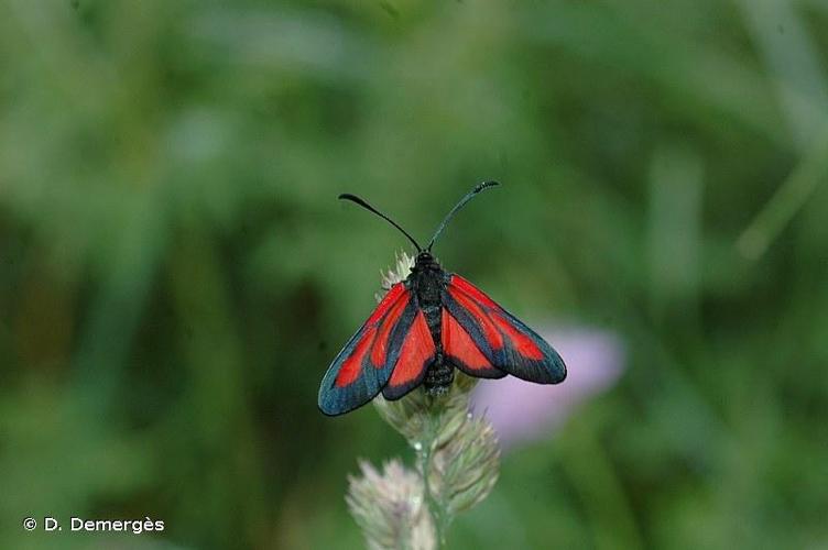 <i>Zygaena osterodensis</i> Reiss, 1921 © D. Demergès