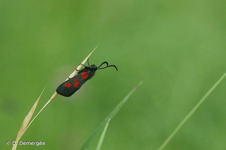 <i>Zygaena viciae</i> (Denis & Schiffermüller, 1775) © D. Demergès